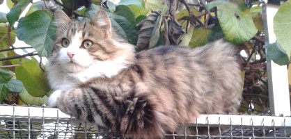 Veterinarska ambulanta za male živali na gorenjski